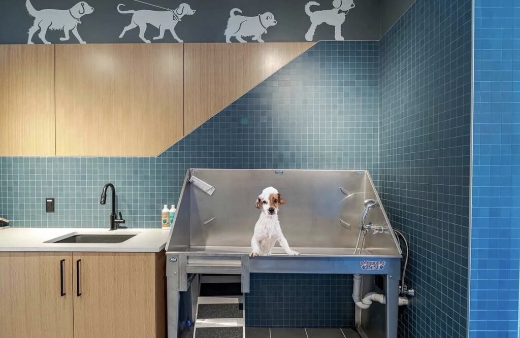 Photo of a puppy in a pet washing station