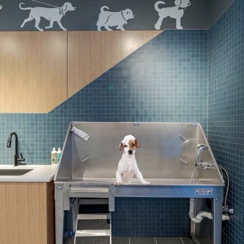 Photo of a puppy in a pet washing station